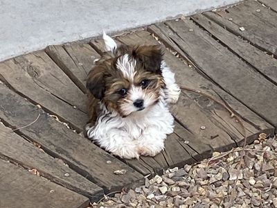 12 Week Old Small Male Shih Tzu/Yorkie Puppy (Mostly Shih Tzu) - Playful and Adorable