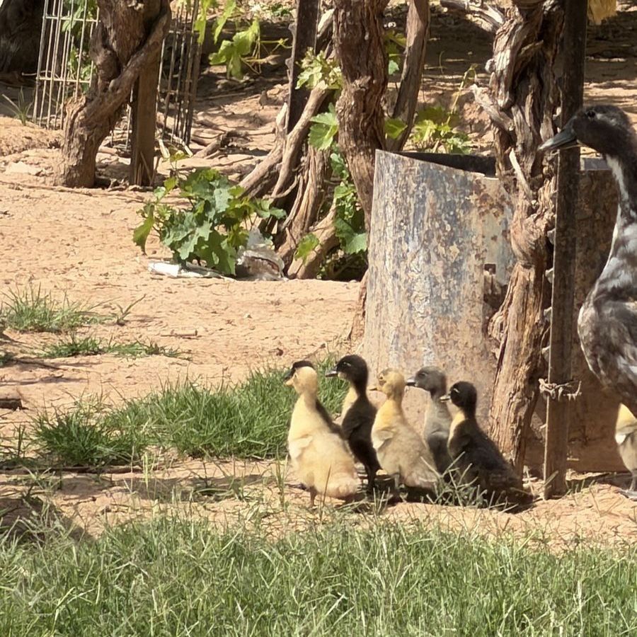 Ducklings