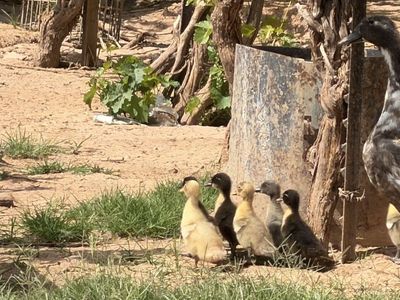 Ducklings