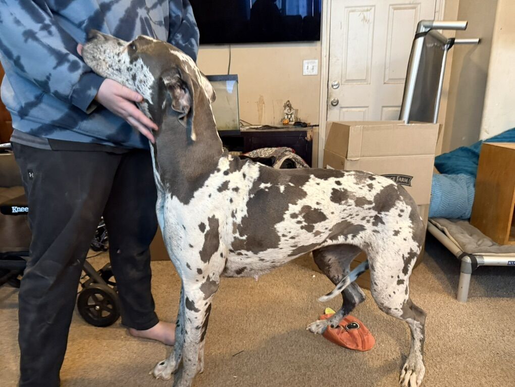 2 Year Old Great Dane Needing New Home