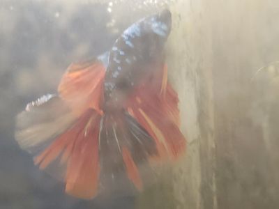 Import Betta Fish Avatar
