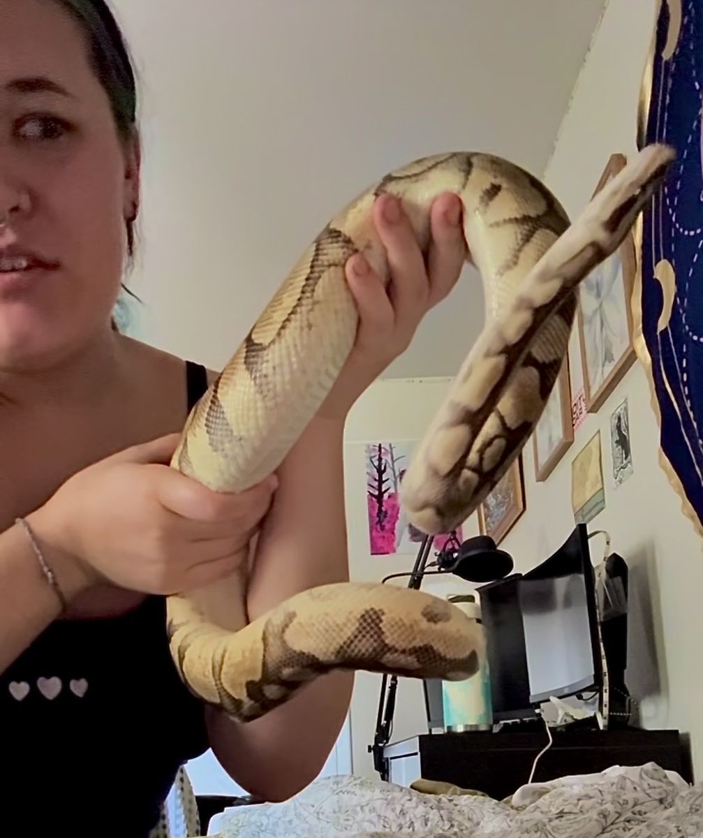 ISO reptile decor