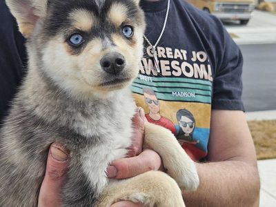 Mini Huskies / AKKs for Sale Ready for Furever home BLUE Eyes!