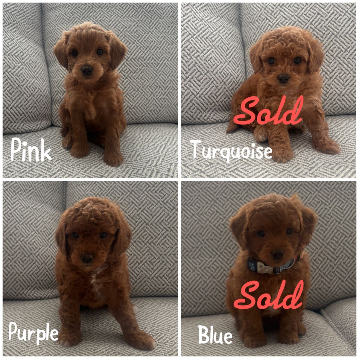 Female Micro-Goldendoodles