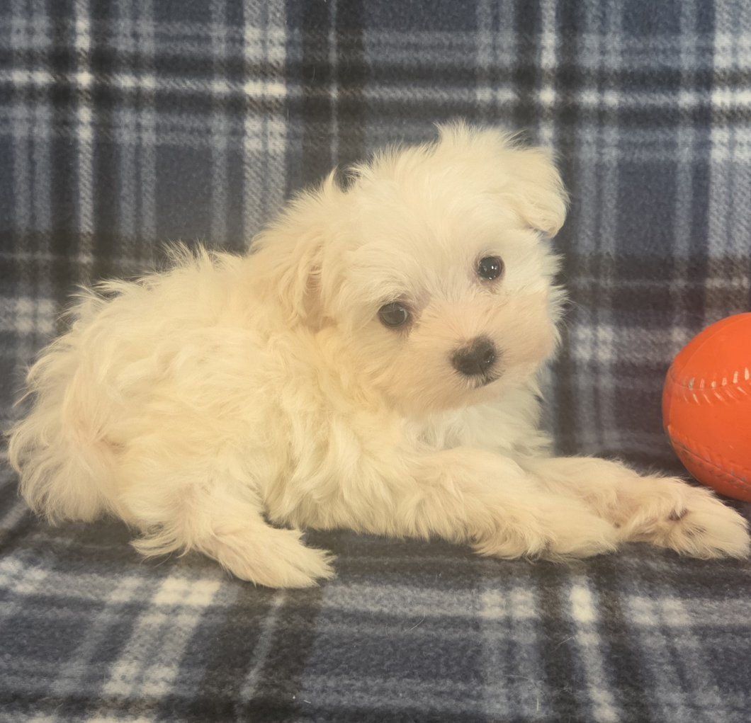 Gorgeous Purebred Maltese Puppies 
