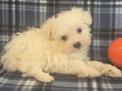 Gorgeous Purebred Maltese Puppies
