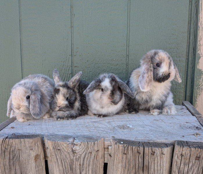 purebred Holland lop baby bunny bunnies