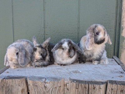 purebred Holland lop baby bunny bunnies