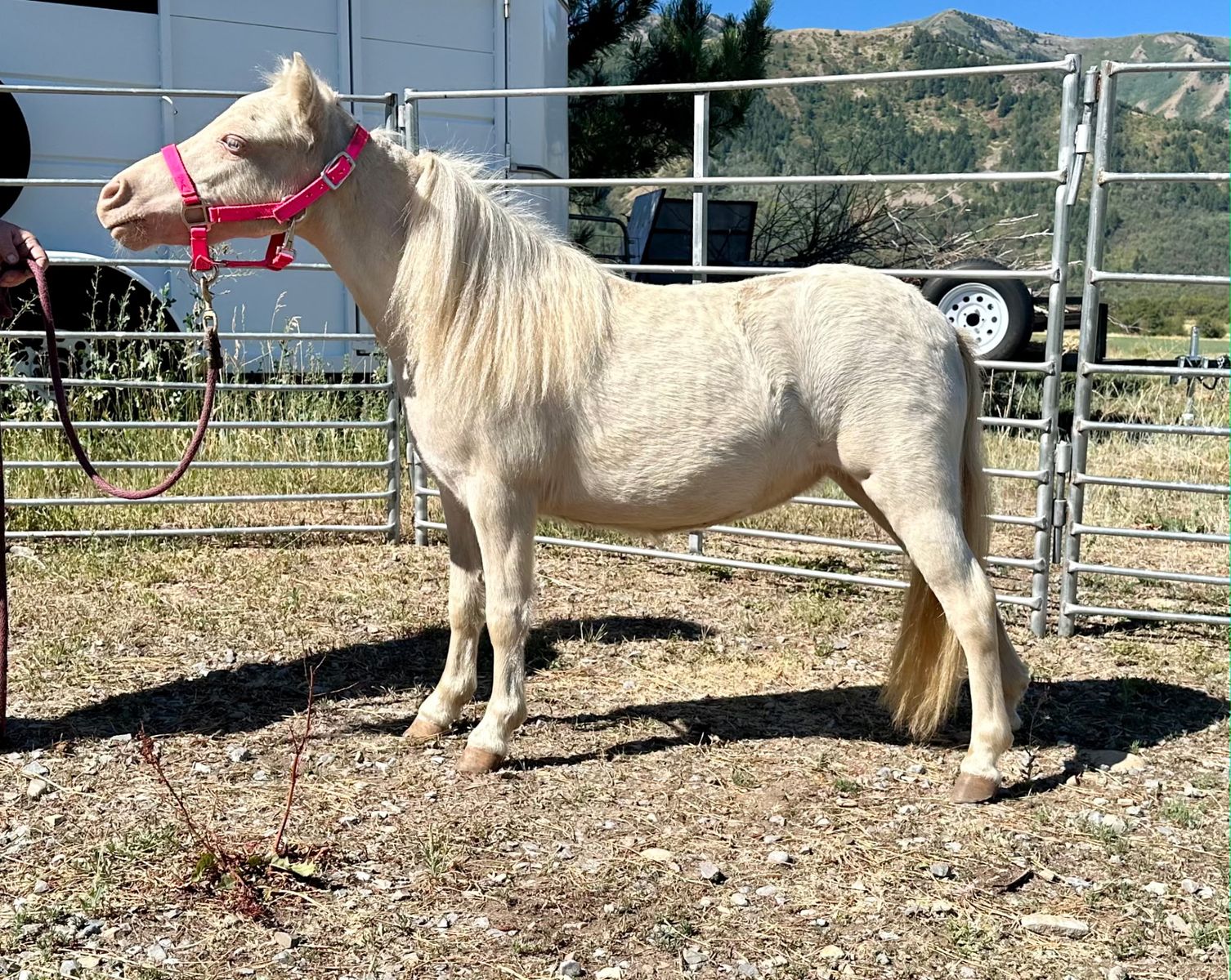 Pony