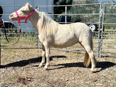 Pony