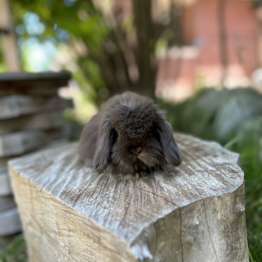 Fuzzy Holland lop!
