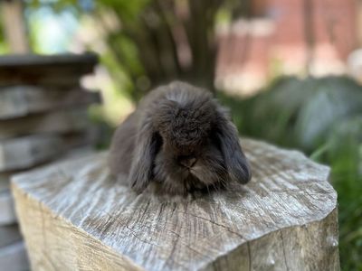 Fuzzy Holland lop!
