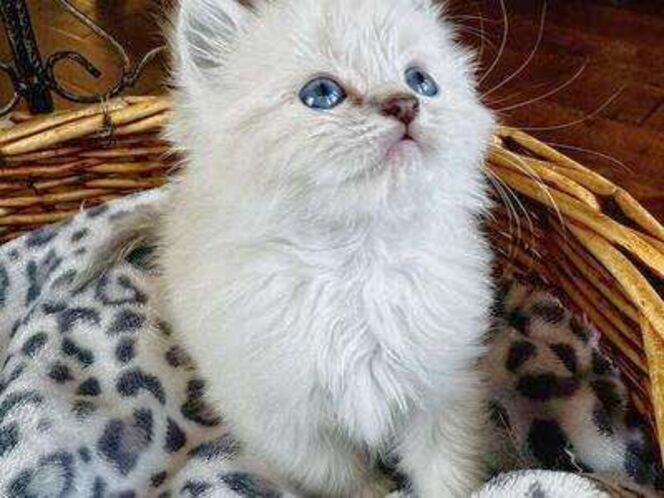 Gorgeous Teacup Lynx Pnt Ragdoll Kittens. READY NOW (SUPER SWEET/STAY SMALL-less allergenic/shed less!)
