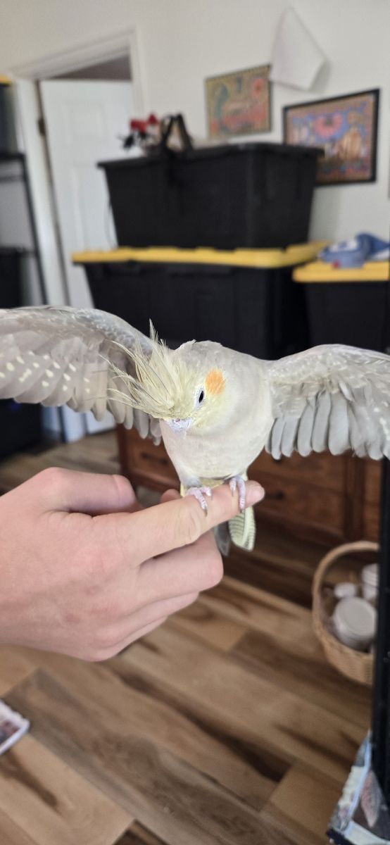 Hand feed hand tame cockatiels