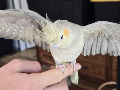 Hand feed hand tame cockatiels