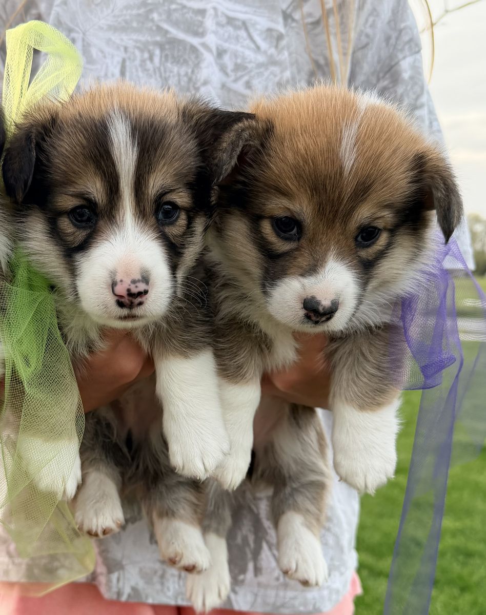 AKC Pembroke Welsh Corgi Puppies