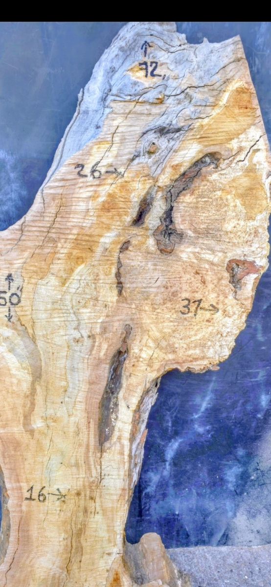 Silver Maple live edge wood slab