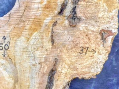 Silver Maple live edge wood slab