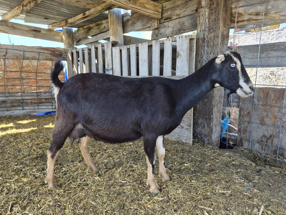 Mini LaMancha Blue Eyed Doe - IN MILK