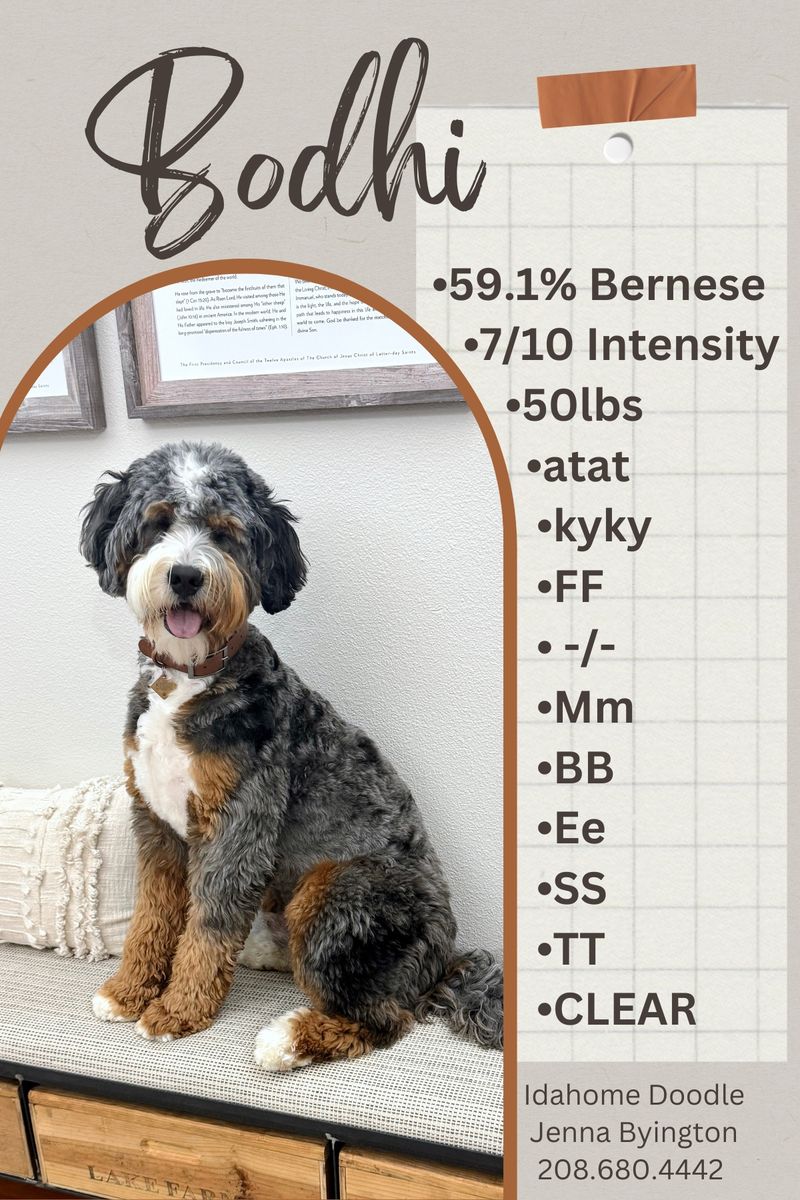 Bernedoodle STUD, FF -/- TT Ee CLEAR