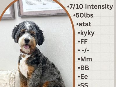 Bernedoodle STUD, FF -/- TT Ee CLEAR