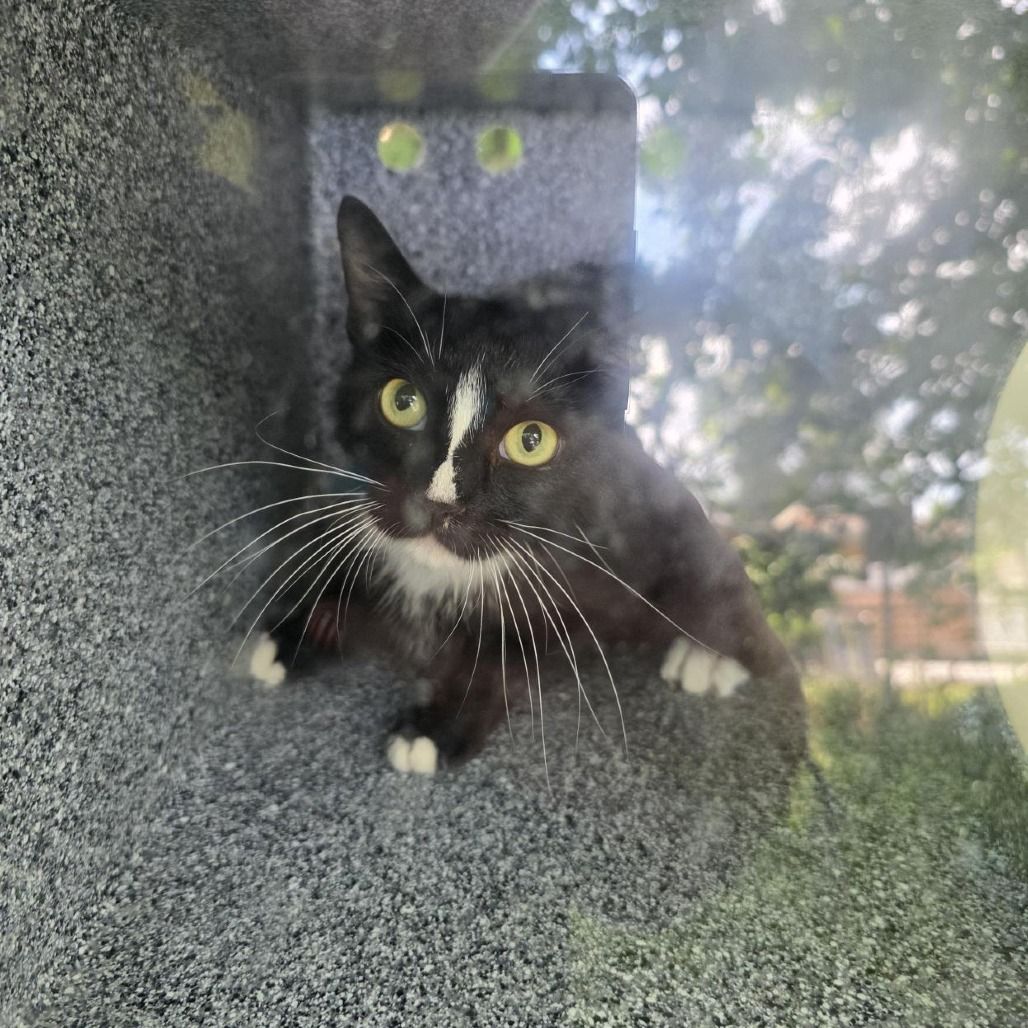 Hello my name is Pepper