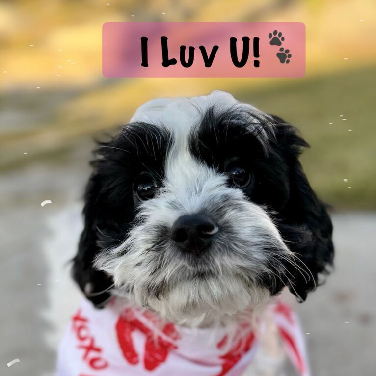 Cavapoo Pup - Snoopy  Cavalier Poodle F1