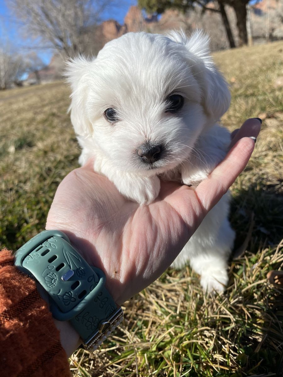 Cuton De Tulear Puppies