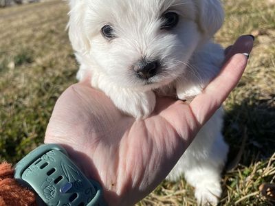 Cuton De Tulear Puppies