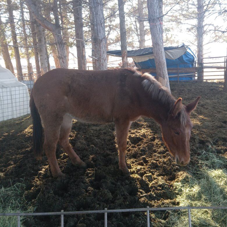Yearling red dun Molly mule