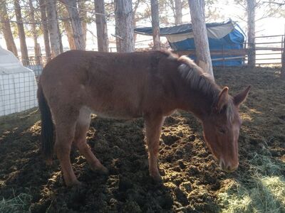 Yearling red dun Molly mule