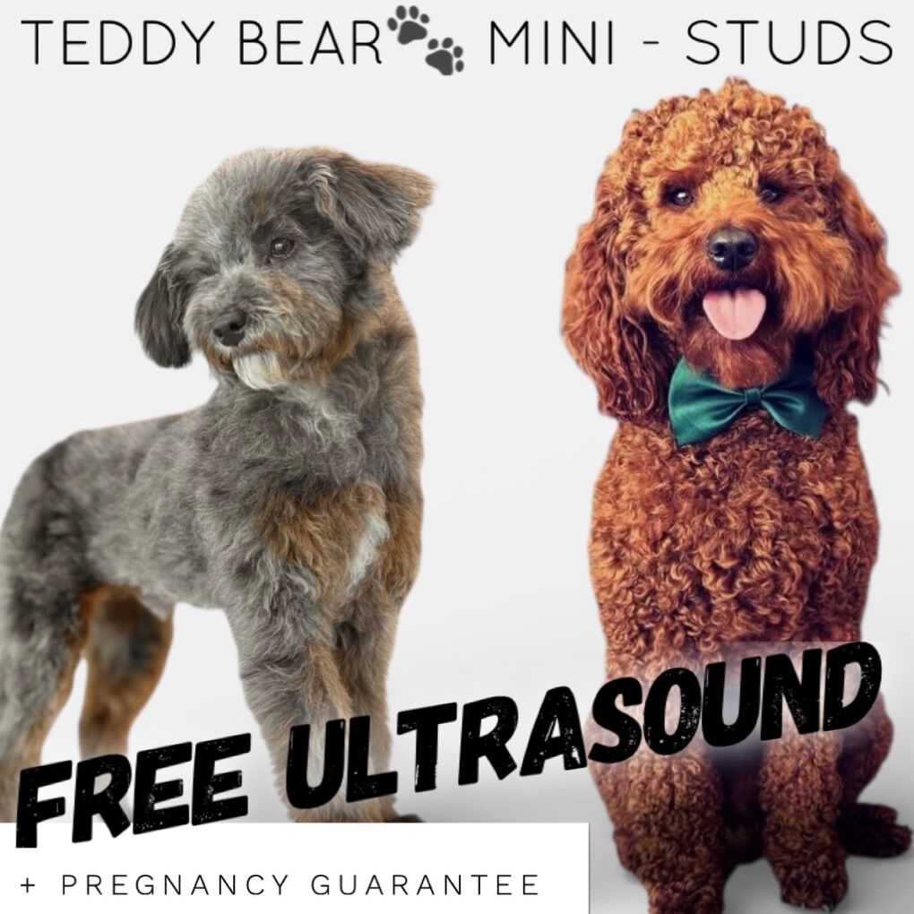 Teddy Bear 🧸AKC Mini Poodle Studs