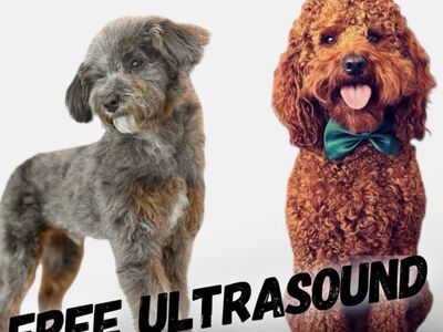 Teddy Bear 🧸AKC Mini Poodle Studs