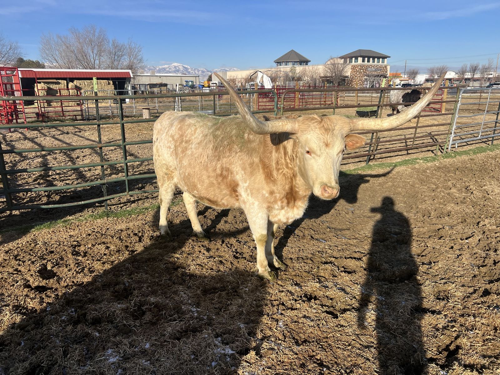 Longhorn cattle