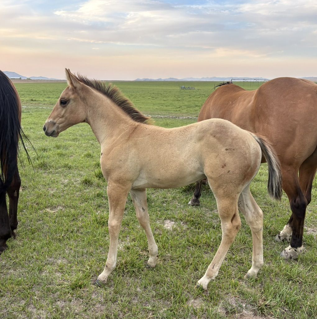 2026 1/8 Draft Stud Colt