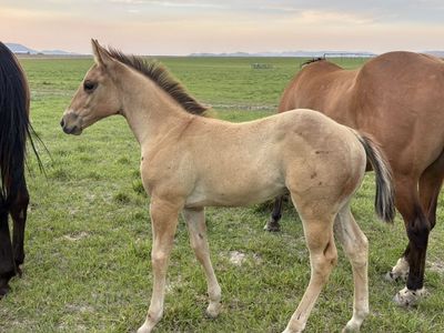 2026 1/8 Draft Stud Colt