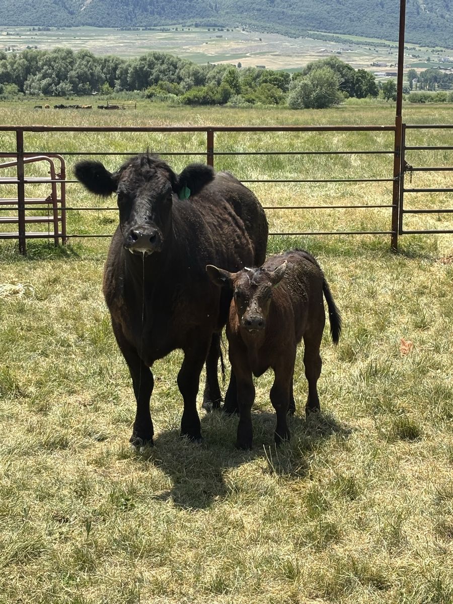 Fist year heifer and calf pair