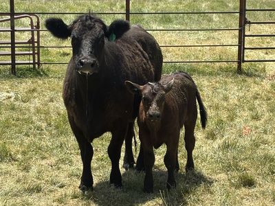 Fist year heifer and calf pair