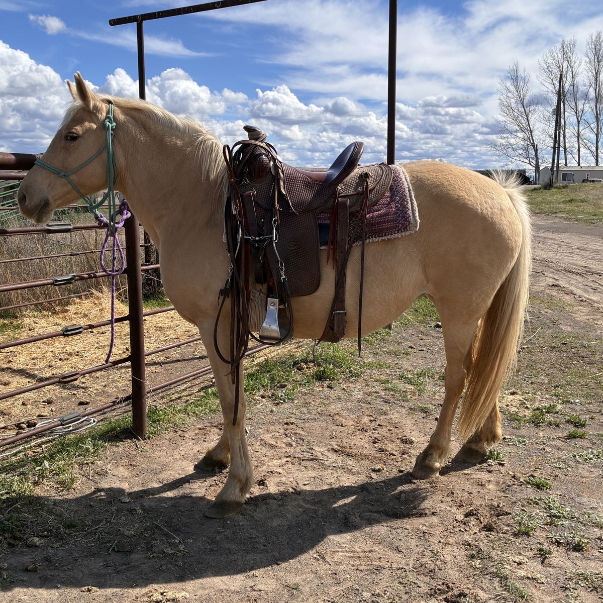 16 Year Old Tennessee Walker  Mare