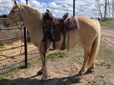 16 Year Old Tennessee Walker Mare