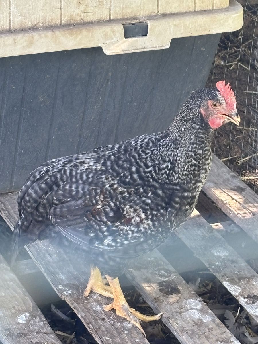 Free Roosters!