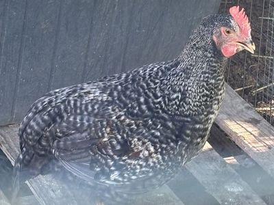 Free Roosters!