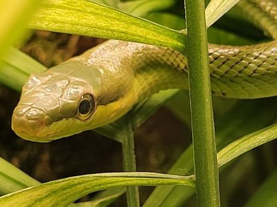 Beautiful Baby Red-Tailed Green Ratsnake
