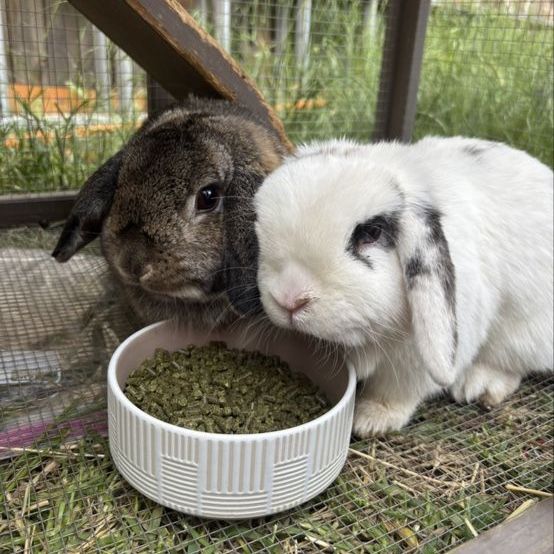 holland lop bunnies