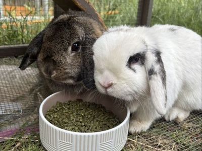 holland lop bunnies