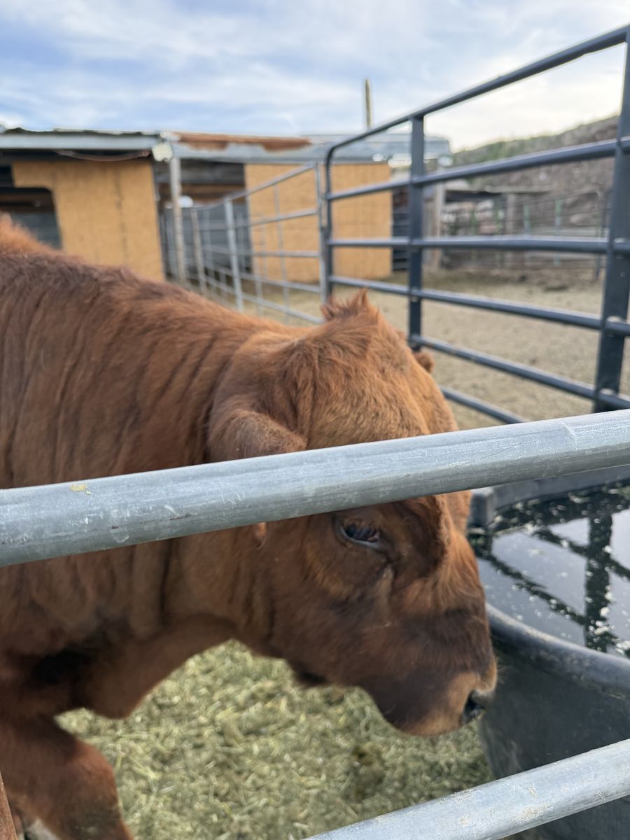 2 Year Old Dexter Bull