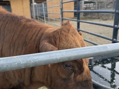 2 Year Old Dexter Bull