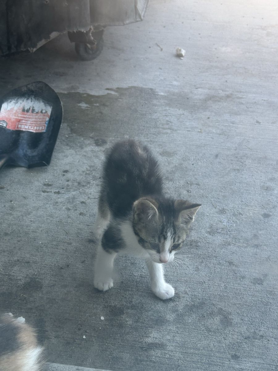 9x little kits