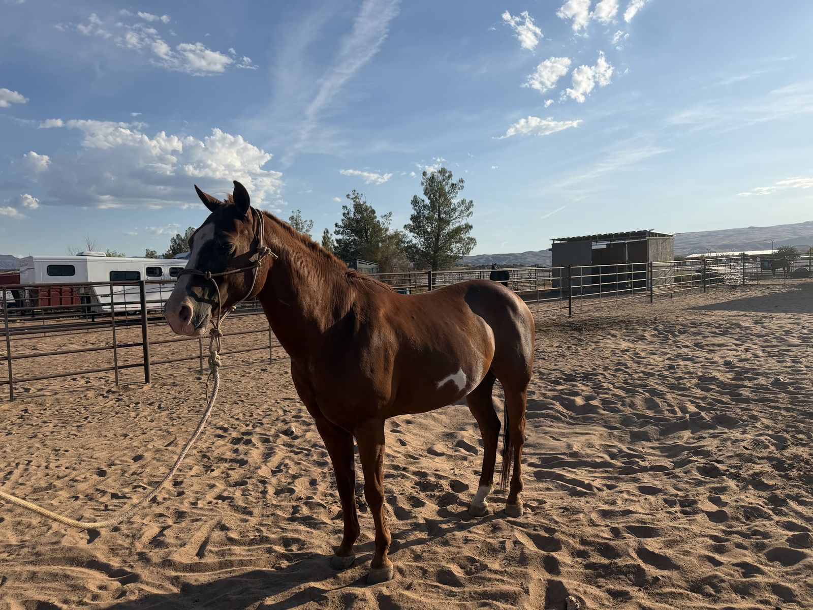 13 year old grade quarter horse