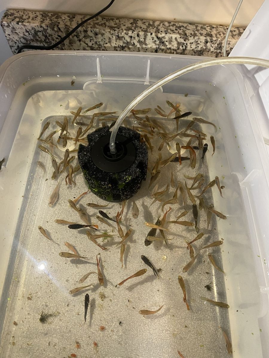 Guppies (ALL for $5)